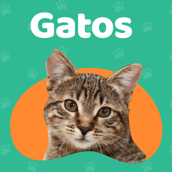 Gatos